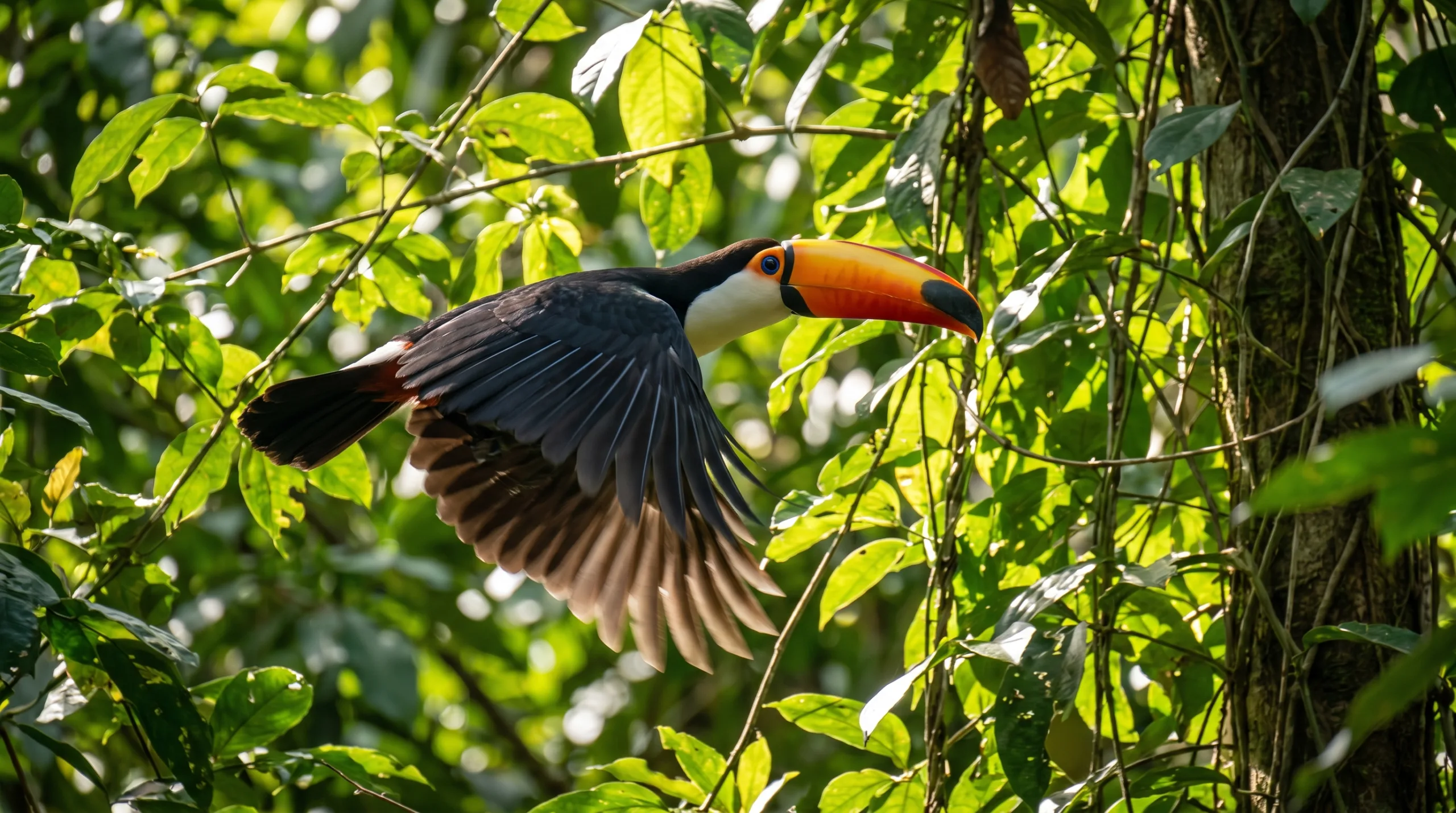 Toucan